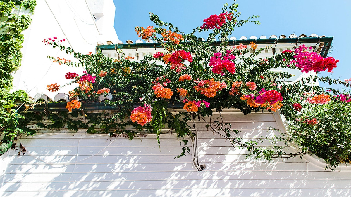 Flores de exterior Glicinia