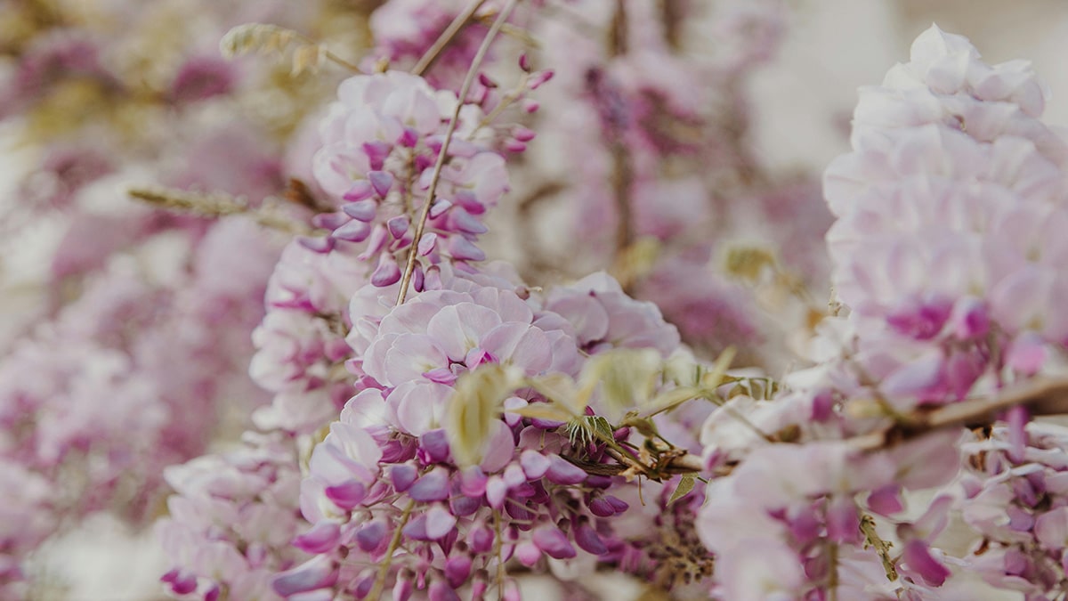 Flores de exterior Jazmin