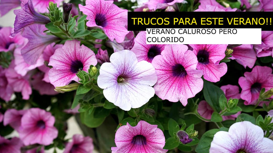 Mejores plantas de exterior