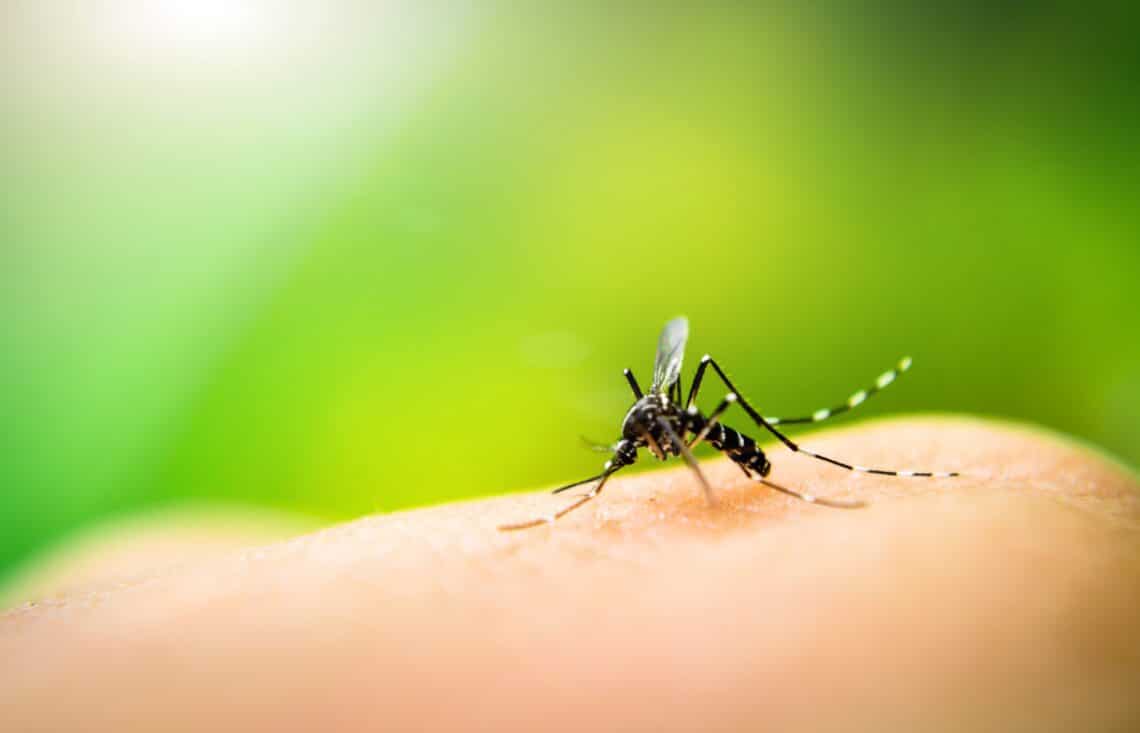 Di adiós a los mosquitos con este infalible truco