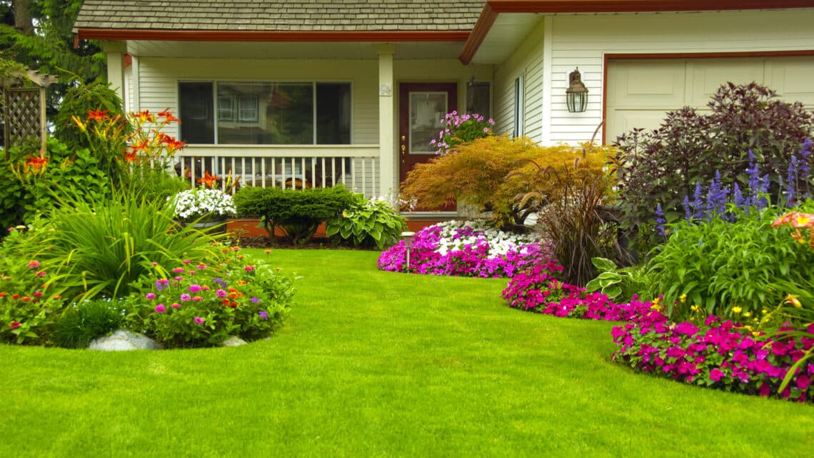 Las 5 mejores plantas de verano: Requieren poca agua y cuidados mínimos