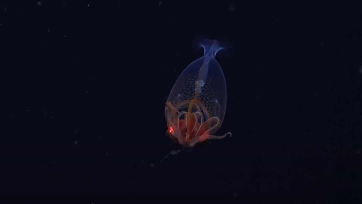 Grabado por primera vez el legendario calamar colosal vivo, el animal con los ojos más grandes del planeta