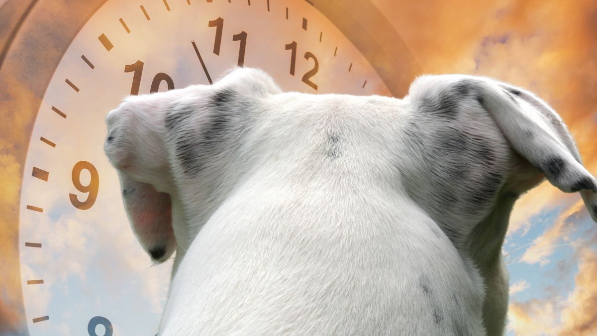 Perro mirando un gran reloj al amanecer, metáfora del cambio de hora y su impacto en el reloj biológico canino.