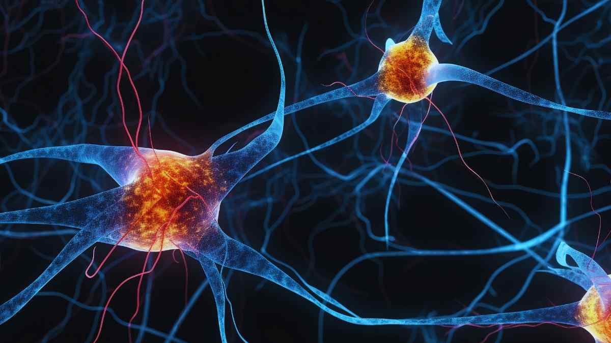 Según un nuevo estudio, tu cerebro utiliza los mismos circuitos para ver y pensar