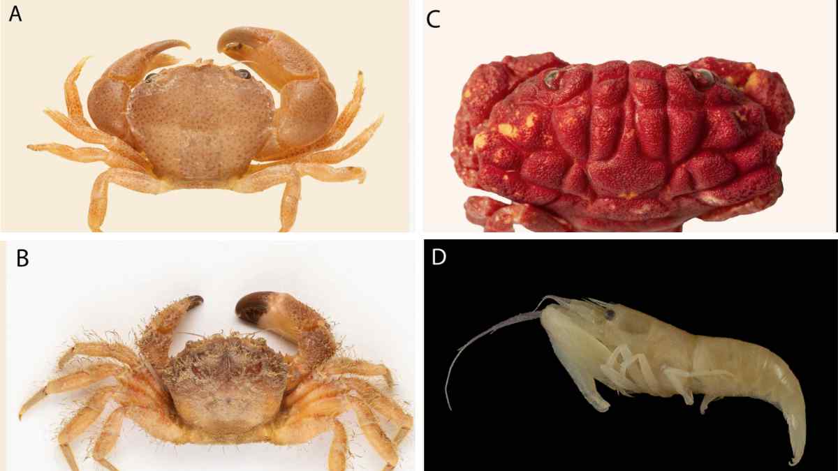 Científicos descubren tres especies de crustáceos invasores nunca vistas en aguas del Mediterráneo