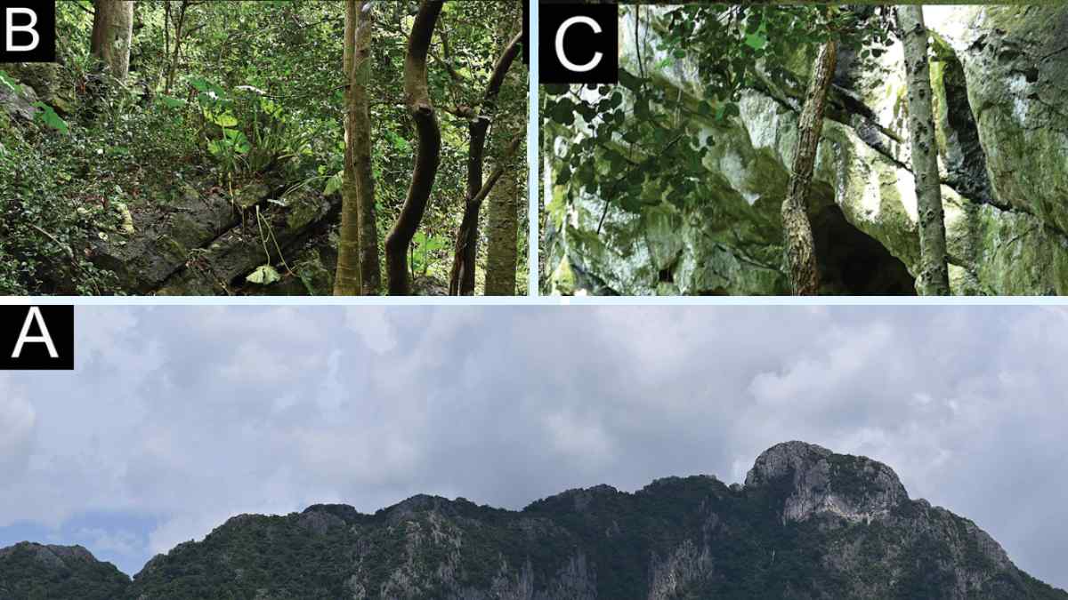 Encuentra a una misteriosa criatura nocturna con cabeza triangular en una cueva: resulta ser una nueva especie