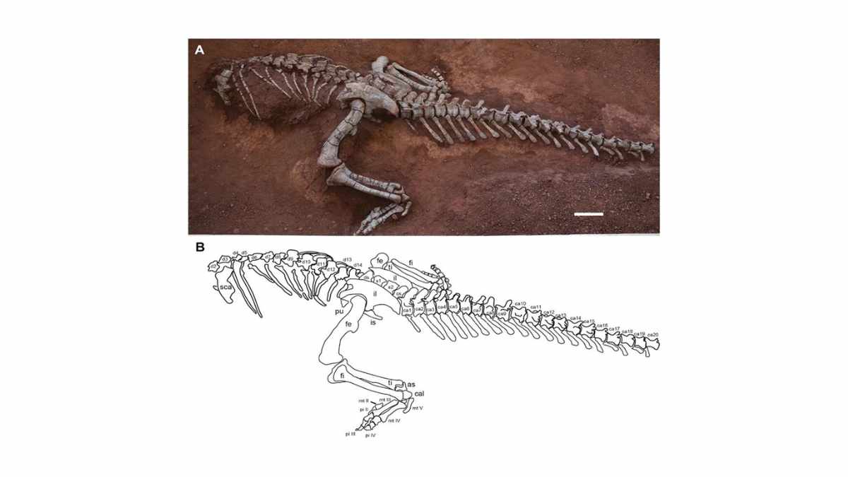 Descubren en China un dinosaurio gigante de 190 millones de años, el doble de grande que sus parientes cercanos