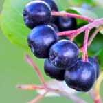 Bayas de aronia, fruta antioxidante beneficiosa para controlar azúcar y presión arterial.