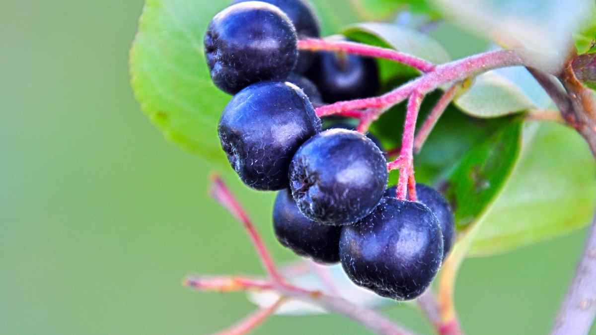 Bayas de aronia, fruta antioxidante beneficiosa para controlar azúcar y presión arterial.