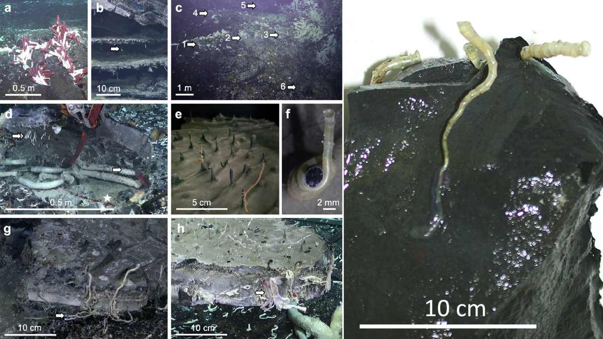 Gusanos tubícolas gigantes Riftia pachyptila bajo la corteza oceánica en la Dorsal del Pacífico Oriental, fotografiados por el ROV SuB-astian.