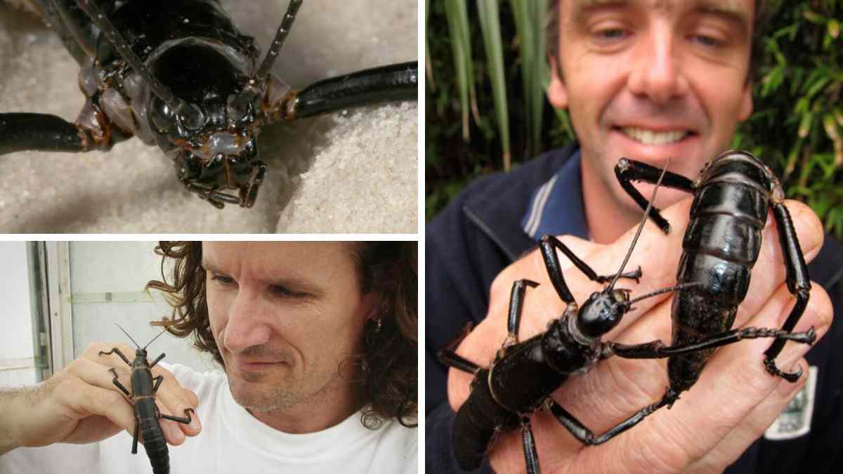 Insecto gigante palo de la isla Lord Howe redescubierto tras extinción