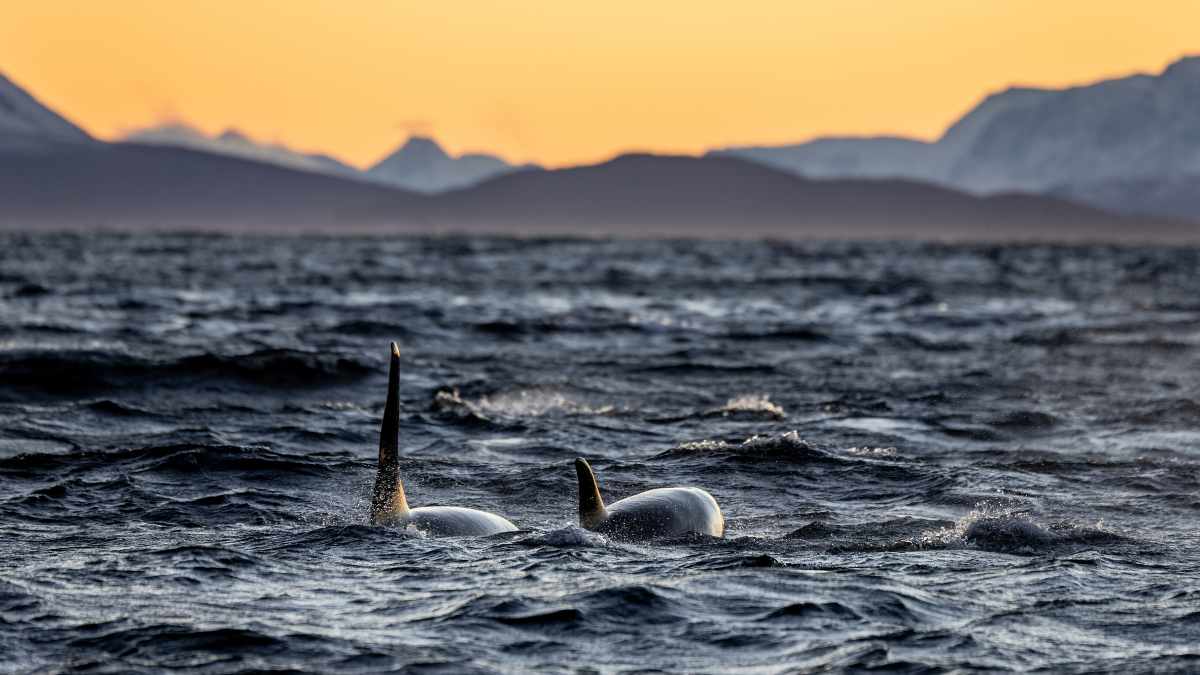 Orcas nadando en océano abierto, mamíferos marinos que no pueden regresar a tierra firme.