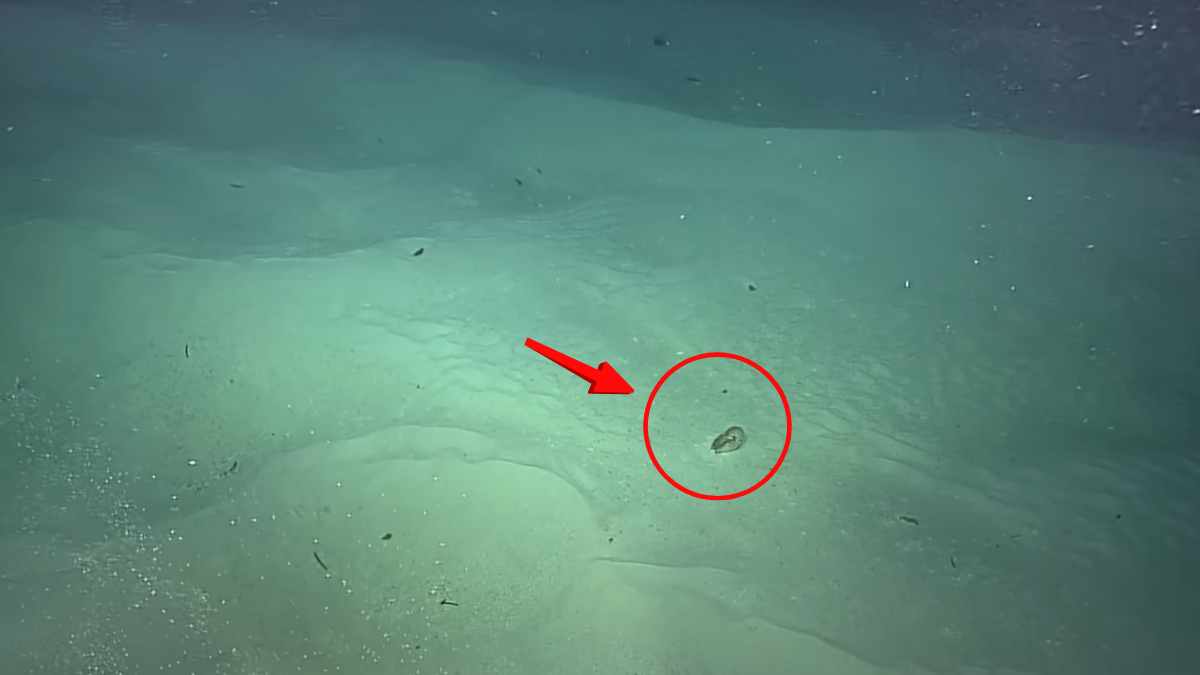 Las cámaras del Nautilus capturan imágenes de una de las especies más antiguas del océano a 300 metros de profundidad