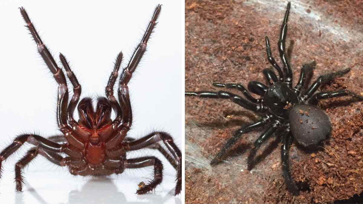Araña gigante Atrax christenseni, la más venenosa y letal descubierta en Australia