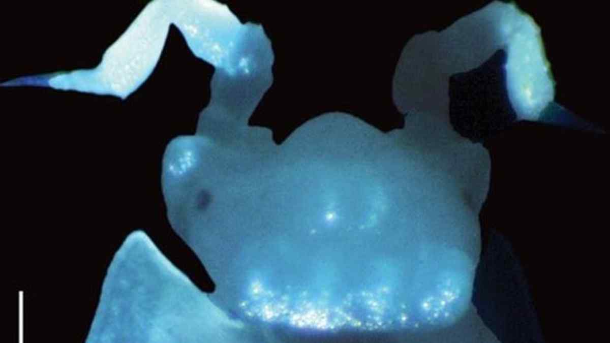 Hallan una nueva especie con enormes ojos negros escondida en un acueducto romano subterráneo en España