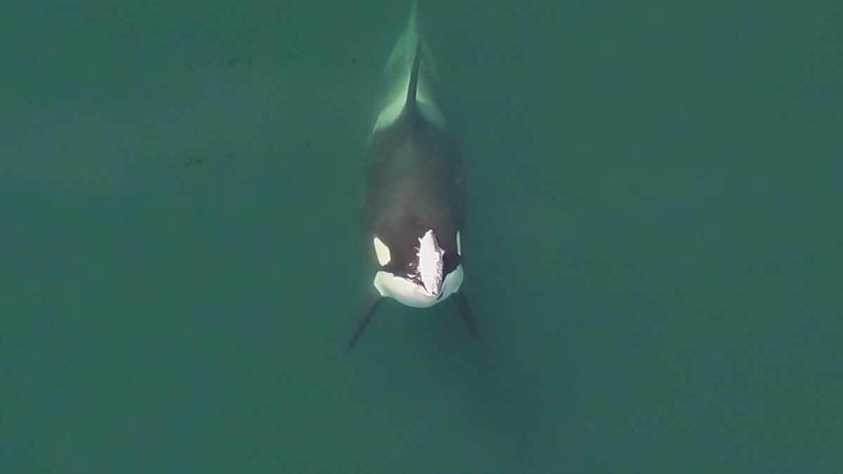 Orcas sorprenden a científicos usando salmones como sombrero