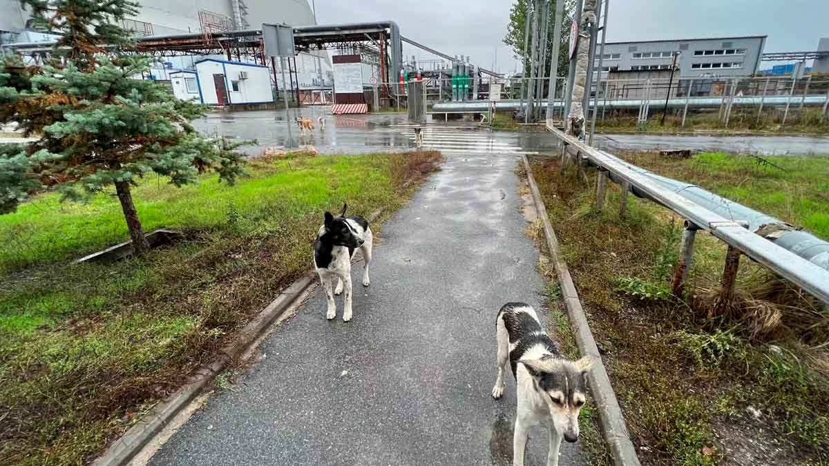 Perros callejeros caminando por la zona de exclusión de Chernóbil cerca de instalaciones industriales