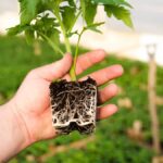 Científicos muestran el secreto para que las plantas puedan crecer más fuertes y rápidas usando técnicas naturales