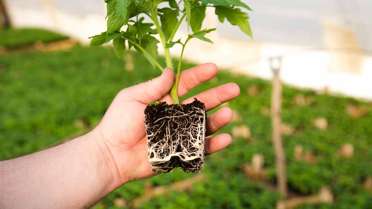 Científicos muestran el secreto para que las plantas puedan crecer más fuertes y rápidas usando técnicas naturales