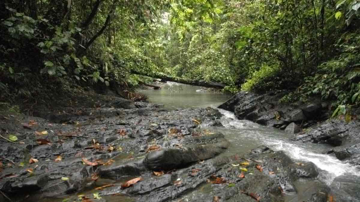 Se encuentran cerca de un río una criatura con párpados dorados y embarazada y resulta ser una nueva especie