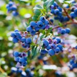 El superalimento de color azul que protege tu cerebro, corazón y ADN: 15 razones científicas para empezarlos a comer desde hoy