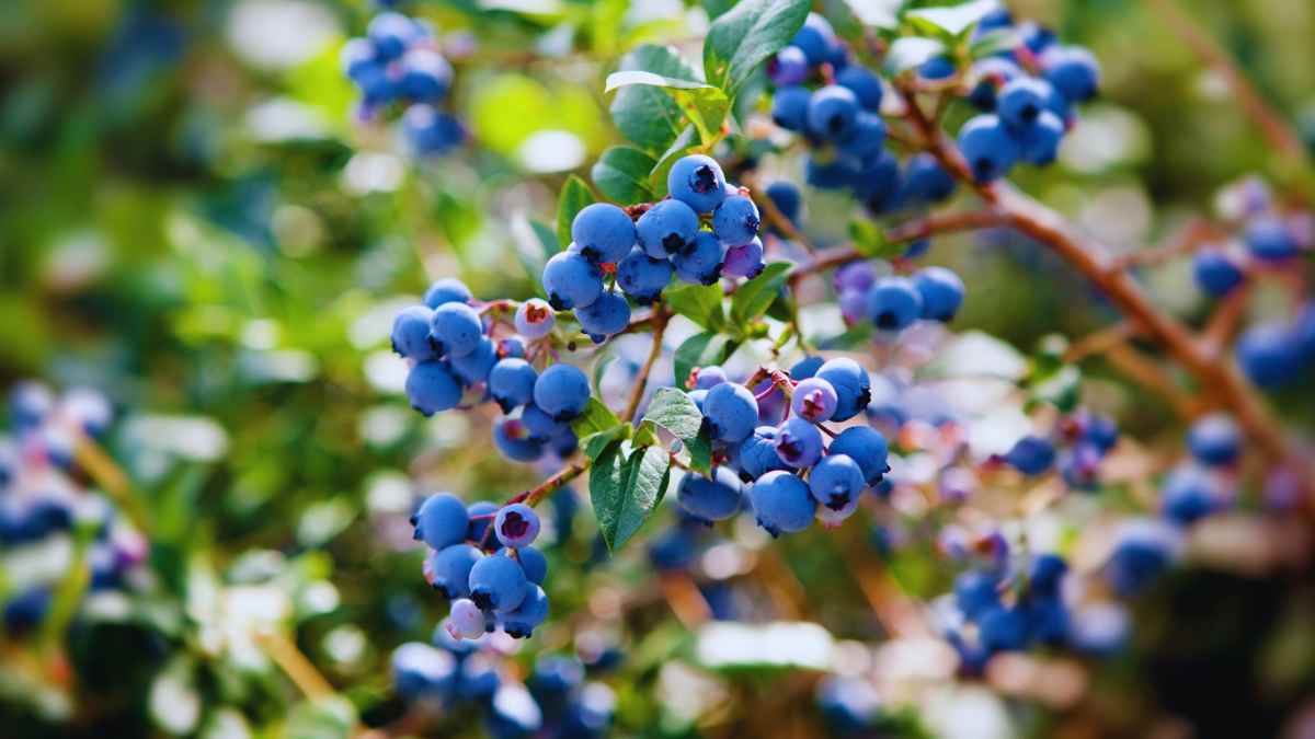 El superalimento de color azul que protege tu cerebro, corazón y ADN: 15 razones científicas para empezarlos a comer desde hoy