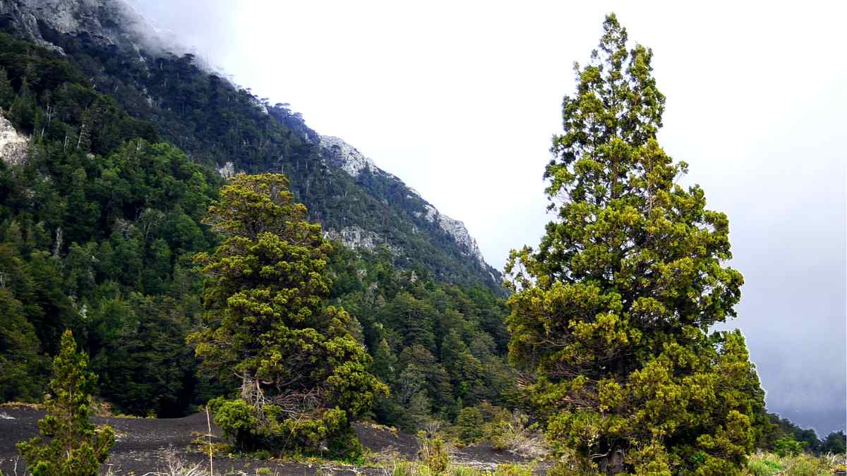 árboles de ciprés en paisaje montañoso, fuente natural del aceite esencial que mejora la circulación y disimula várices.