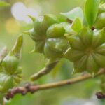 anís estrellado verde en la planta con antioxidantes que alivian dolor articular, previenen artritis y fortalecen huesos.