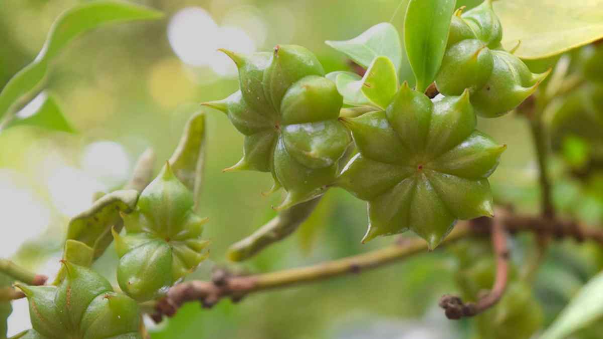 Esta antigua hierba aromática cura el dolor articular, previene la artritis y mejora la salud ósea gracias a sus antioxidantes