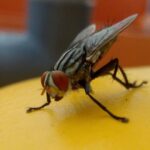 Mosca común sobre superficie amarilla antes de aplicar remedio casero para ahuyentar moscas en verano
