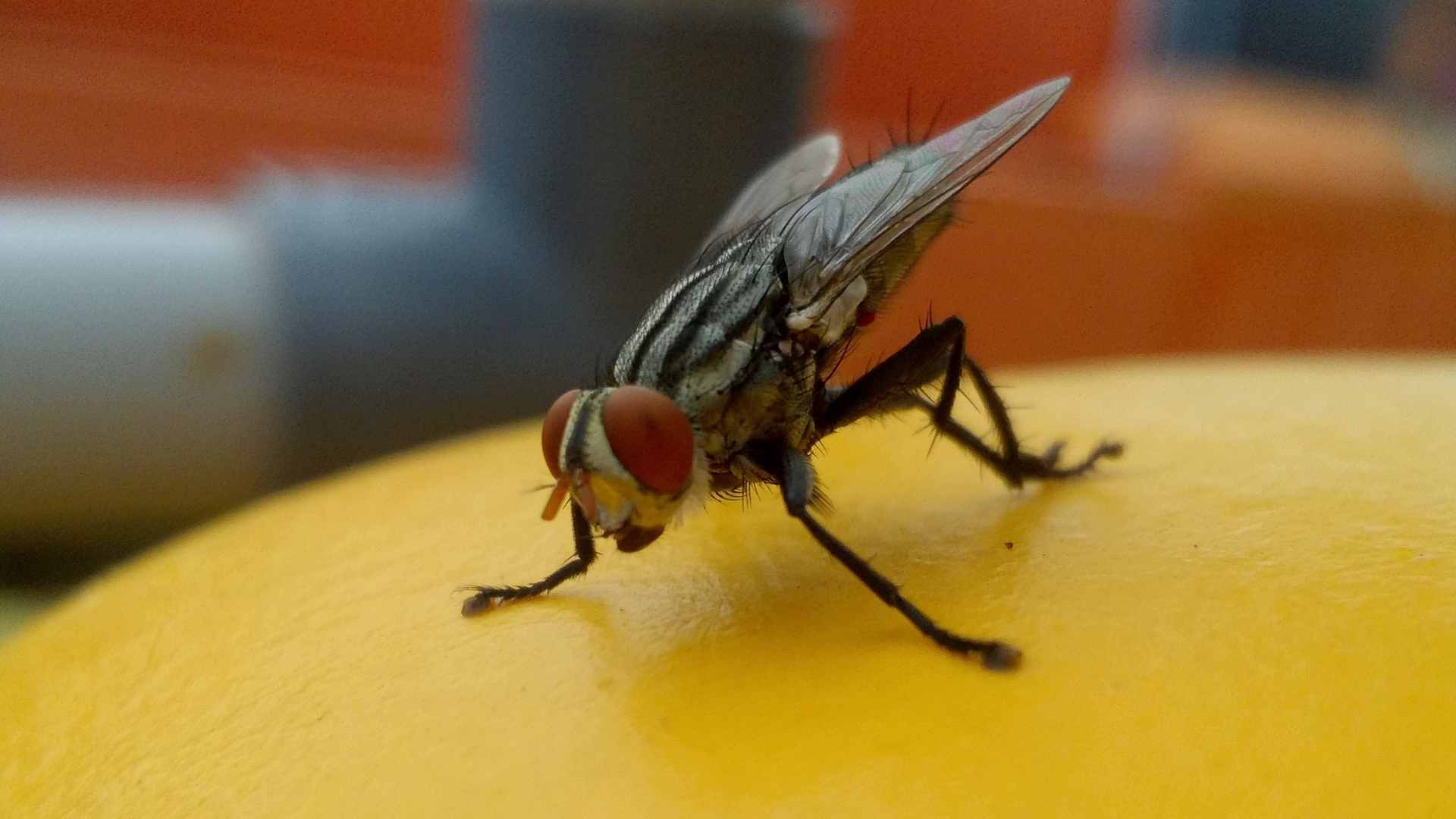 Adiós al molesto zumbido veraniego: este aroma casero aleja a las moscas en segundos
