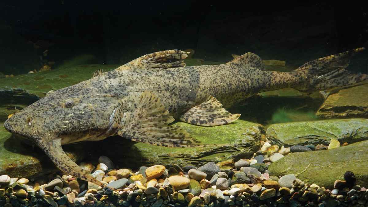 Bagarius protos, pez gato ancestral moteado descansando entre rocas en el fondo de un río asiático.