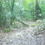 Una cámara trampa capta al enigmático “tigre de fuego” en el corazón del Parque Nacional Khao Luang