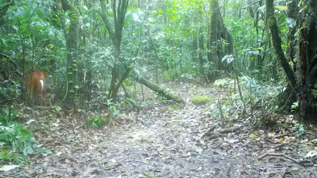 Una cámara trampa capta al enigmático “tigre de fuego” en el corazón del Parque Nacional Khao Luang