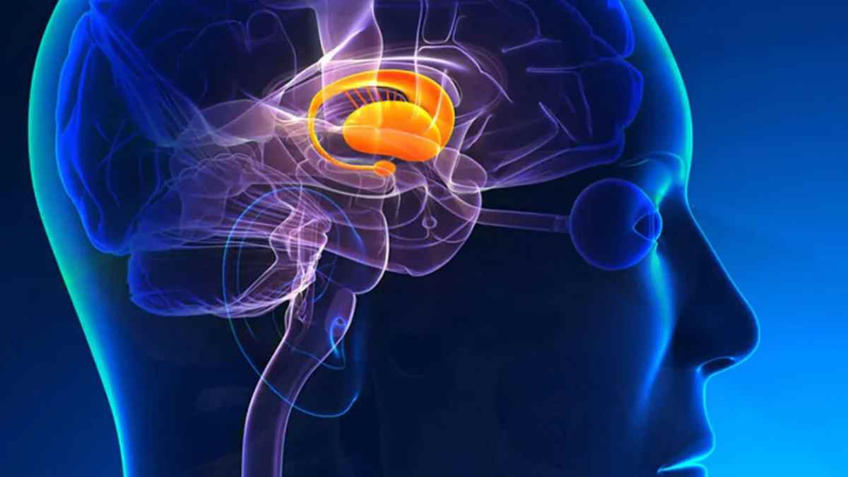 Científicos creen haber identificado la región del cerebro que regula la percepción consciente y podría cambiar nuestra comprensión de la conciencia