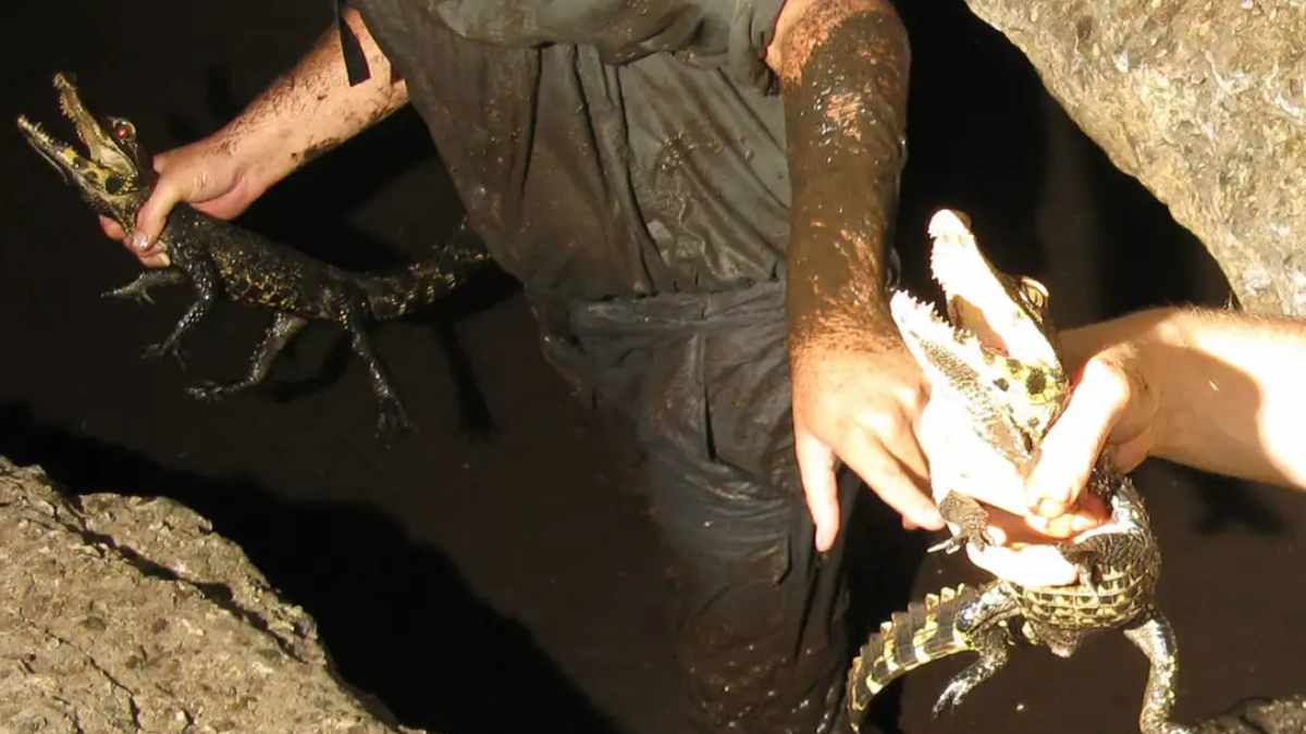 Investigadores sosteniendo cocodrilos enanos cavernícolas de piel naranja en cuevas de Abanda, Gabón.