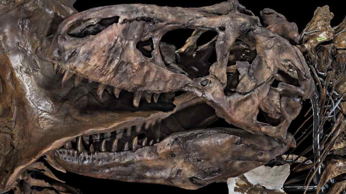La costilla de “Scotty” muestra, por primera vez, el rastro de una fractura que seguía cicatrizando cuando el animal murió hace 66 millones de años