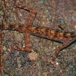 gecko de roca cnemaspis enneaporus macho cuerpo esbelto vientre amarillo sobre roca en sai yok tailandia.
