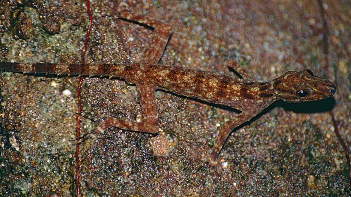 Se ha encontrado una criatura con un cuerpo esbelto y el vientre amarillo, que resulta ser una nueva especie
