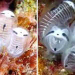 Se ha descubierto una extraña criatura marina con el cuerpo transparente y los ojos negros, que ha sido reconocida como una nueva especie