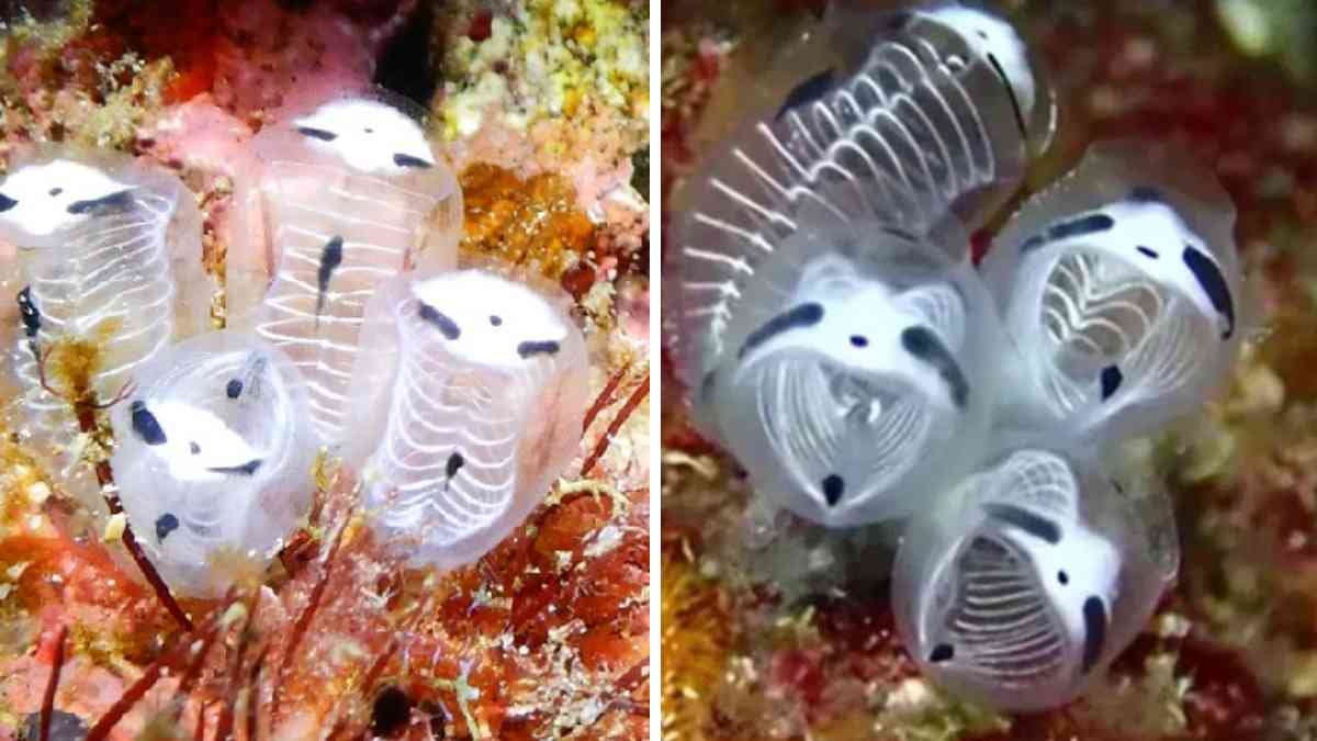 Se ha descubierto una extraña criatura marina con el cuerpo transparente y los ojos negros, que ha sido reconocida como una nueva especie