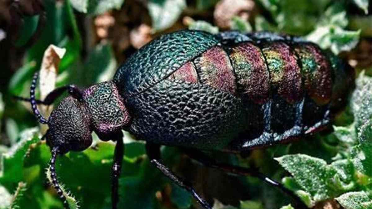 Descubren en Marruecos un escarabajo “pantera” de brillo metálico