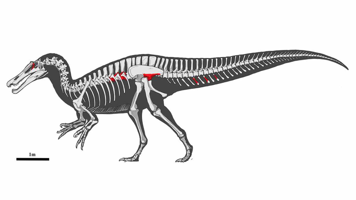 Reconstrucción del espinosaurio gigante de 12 metros descubierto en Cameros (Soria); huesos originales resaltados en rojo.