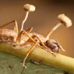 Hormiga parasitada por hongo zombi Ophiocordyceps, ejemplo del fenómeno que existe desde la era de los dinosaurios.