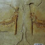 Científicos descubren fósiles extraordinarios de peces que murieron asfixiados hace 150 millones de años al intentar comerse calamares
