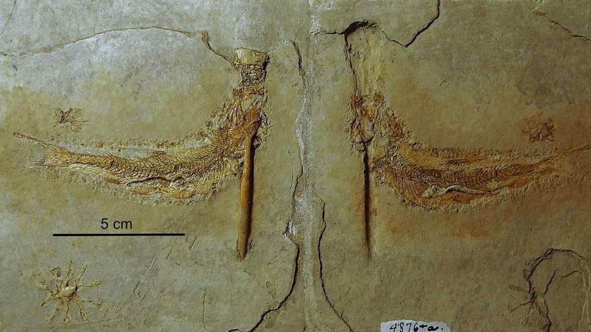 Científicos descubren fósiles extraordinarios de peces que murieron asfixiados hace 150 millones de años al intentar comerse calamares