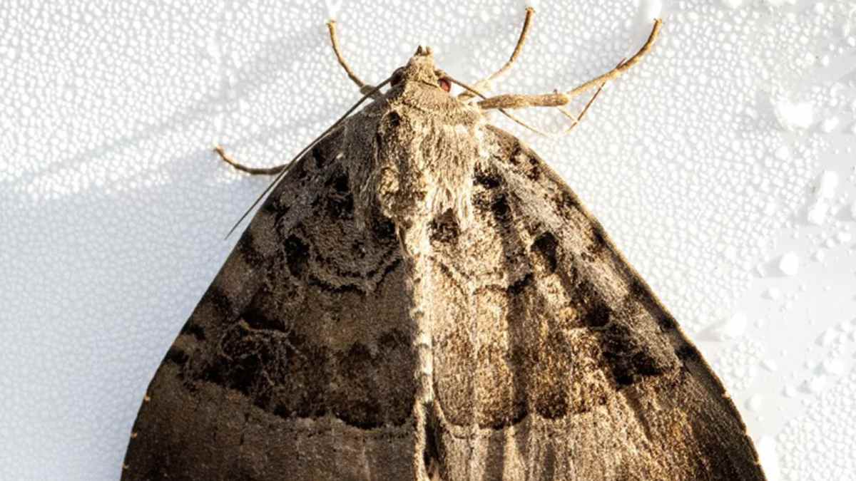 Polilla Bogong australiana sobre superficie húmeda, insecto que se orienta por las estrellas durante su migración.