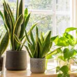 Macetas de sansevieria y potos junto a una ventana, ejemplo de la comunicación silenciosa entre plantas.