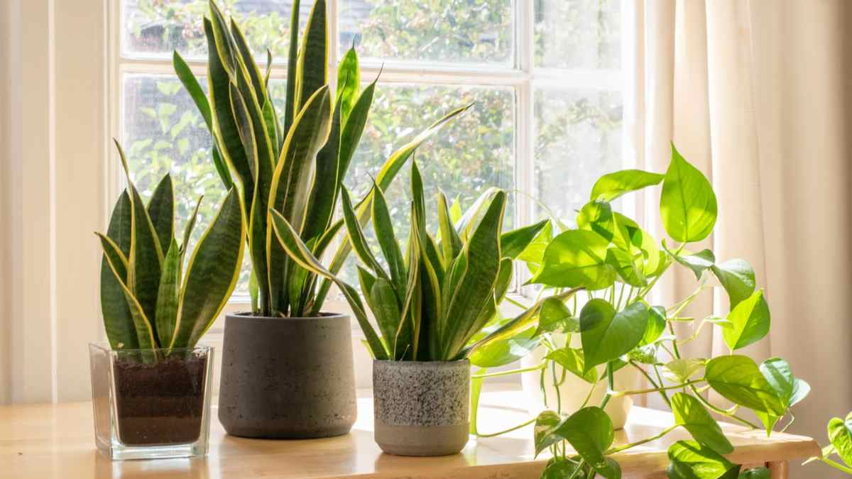Las plantas hablan entre ellas y por fin sabemos cómo lo hacen