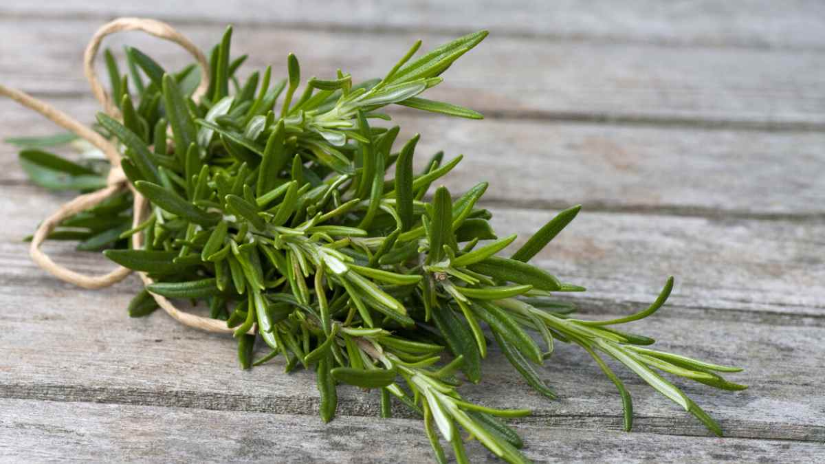 Cómo limpiar el páncreas de forma natural con romero, la planta aromática que protege este órgano vital